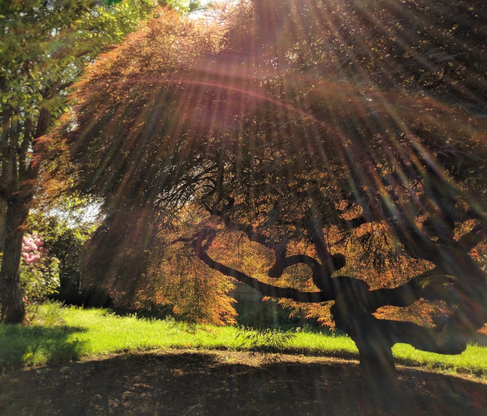 green-leafed tree