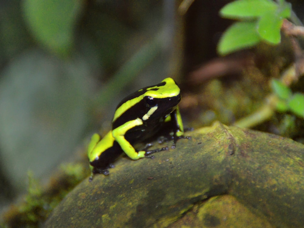 green and black frog close-up photography