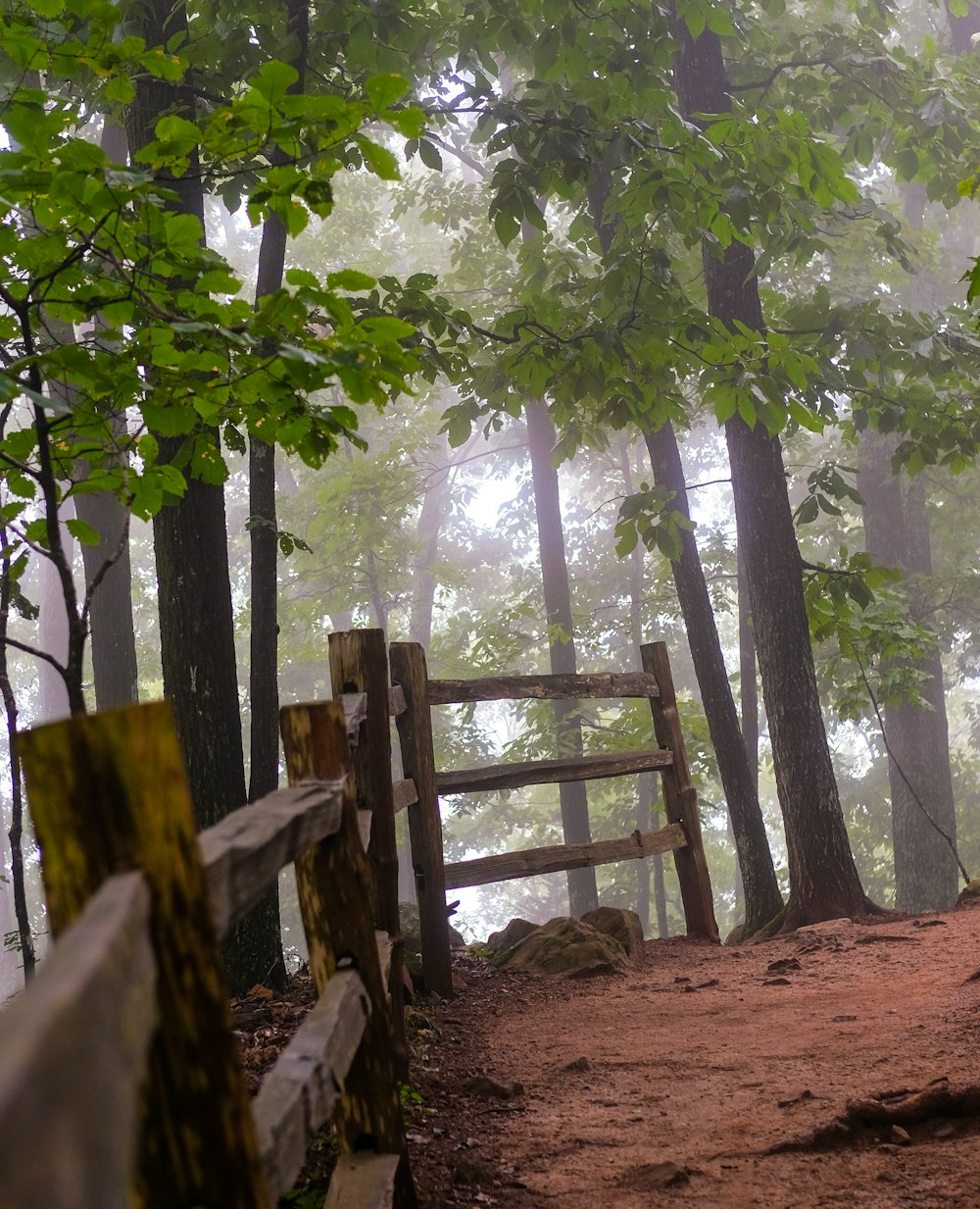 gray wooden fence near green leaf trees