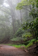 road surrounded with tall and green trees at foggy season