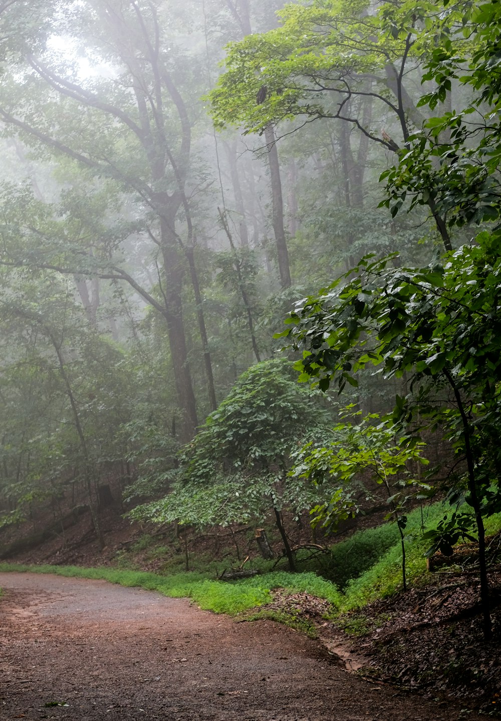 road surrounded with tall and green trees at foggy season