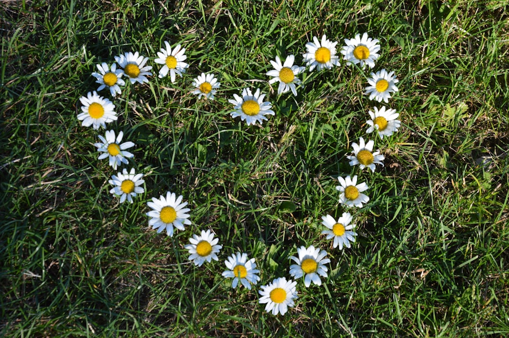 white-petaled flowers forming heart on grass