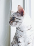 A close-up profile of a Bengal cat with a light-colored coat featuring dark stripes. The cat is gazing intently at something off to the side, and the lighting highlights its elegant fur pattern and soft whiskers.