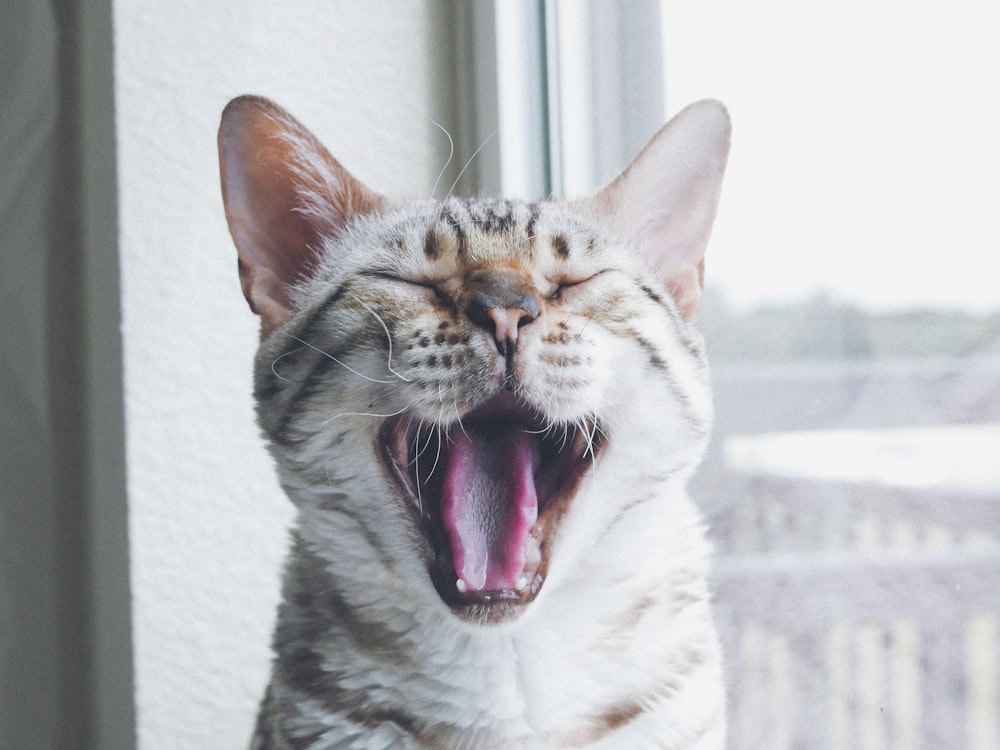 gray cat near window