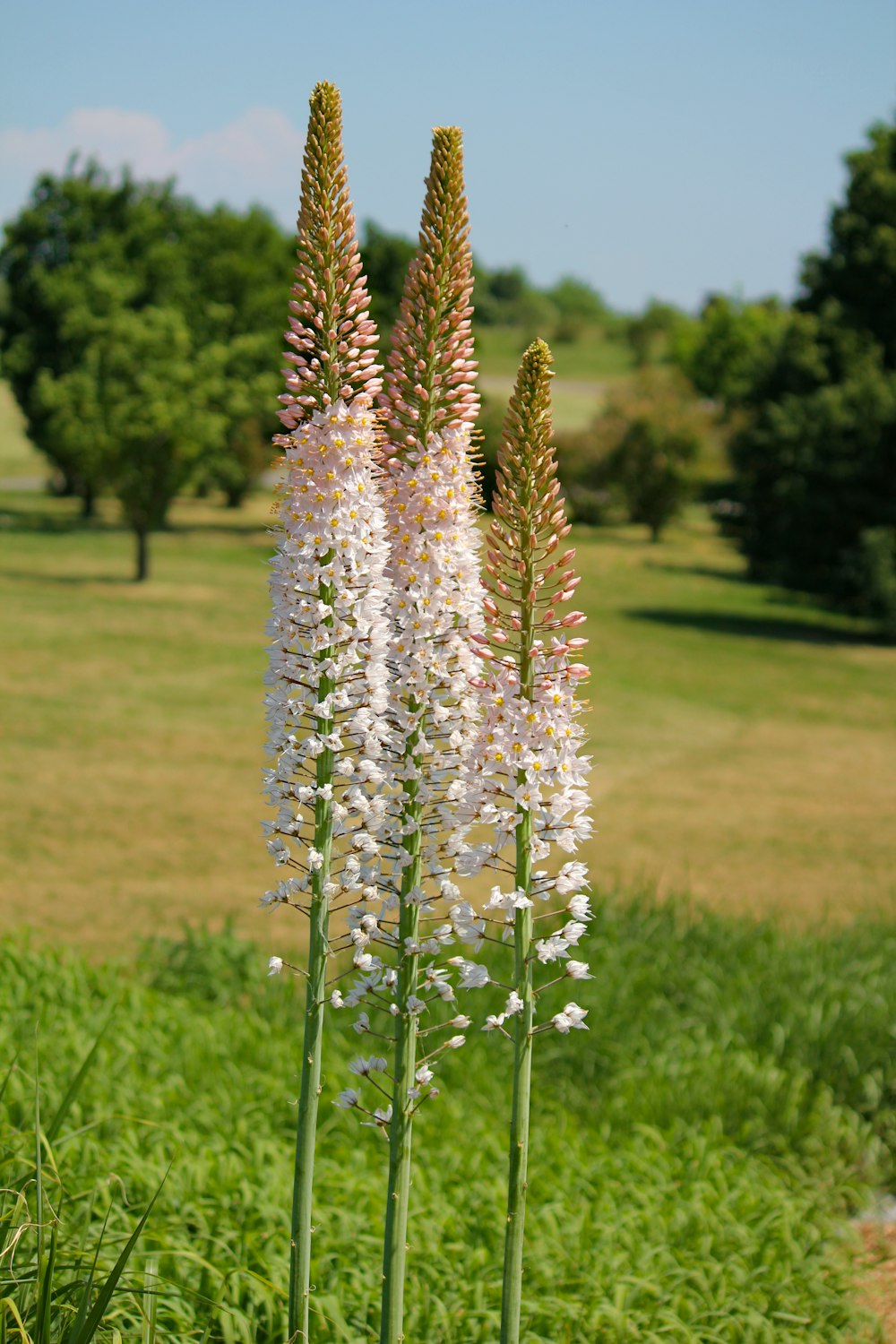 white and green cluster flowers