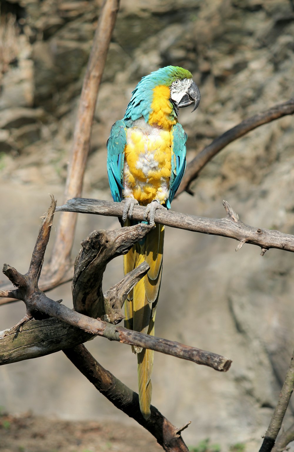 blue and yellow parrot perched on tree branch