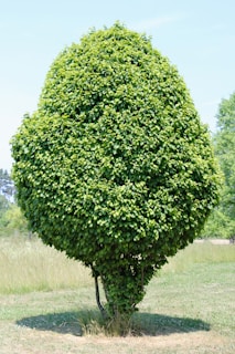 A neatly trimmed tree with a dense canopy of green leaves stands alone in a grassy area. The tree has a unique, almost teardrop shape and is surrounded by an open field under a clear blue sky.