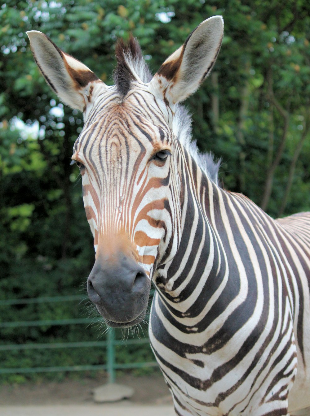 Fotografia de foco seletivo de zebra