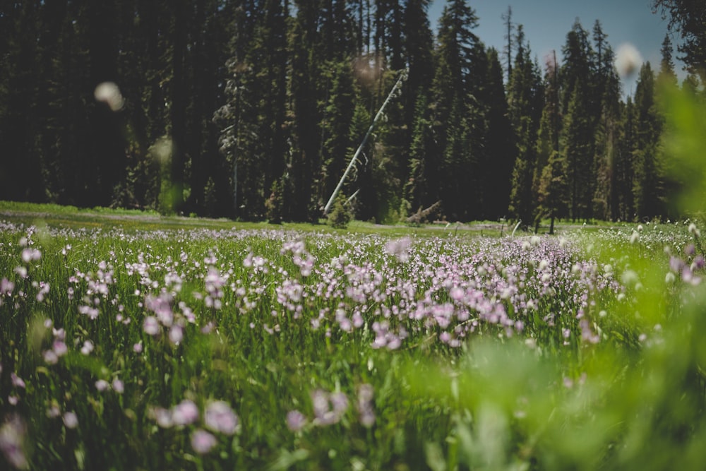 pink flower field during daytime