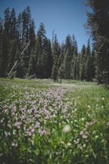 pink flower and pine tree field during daytime