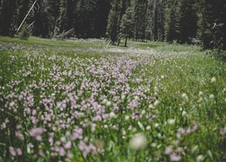 pink flower and pine tree field during daytime