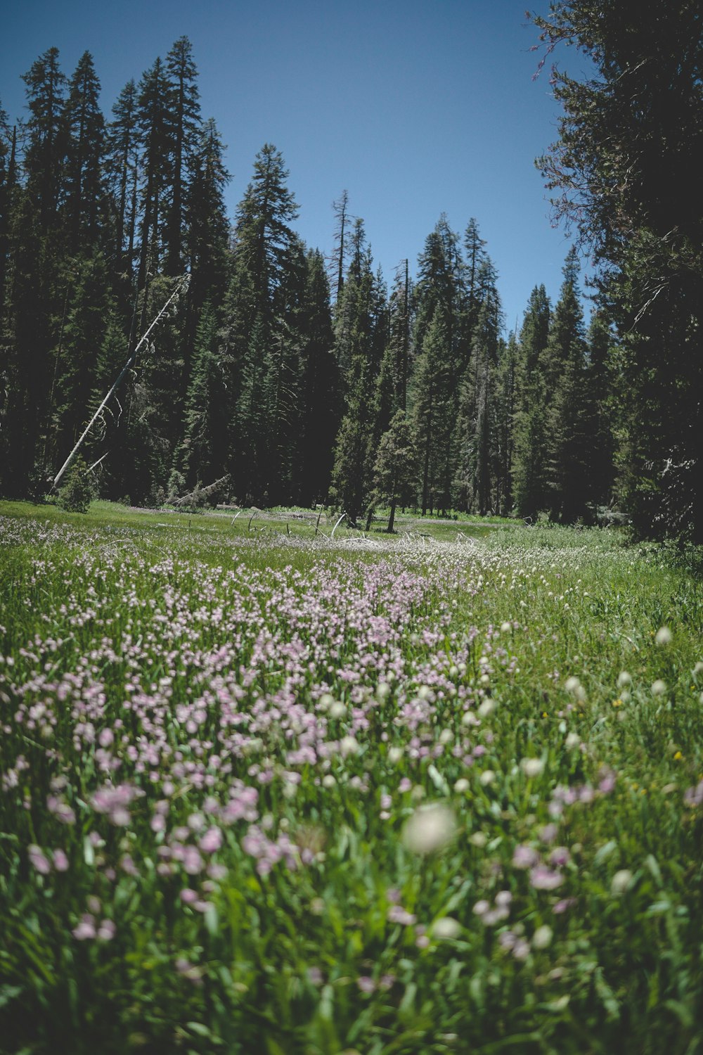 pink flower and pine tree field during daytime