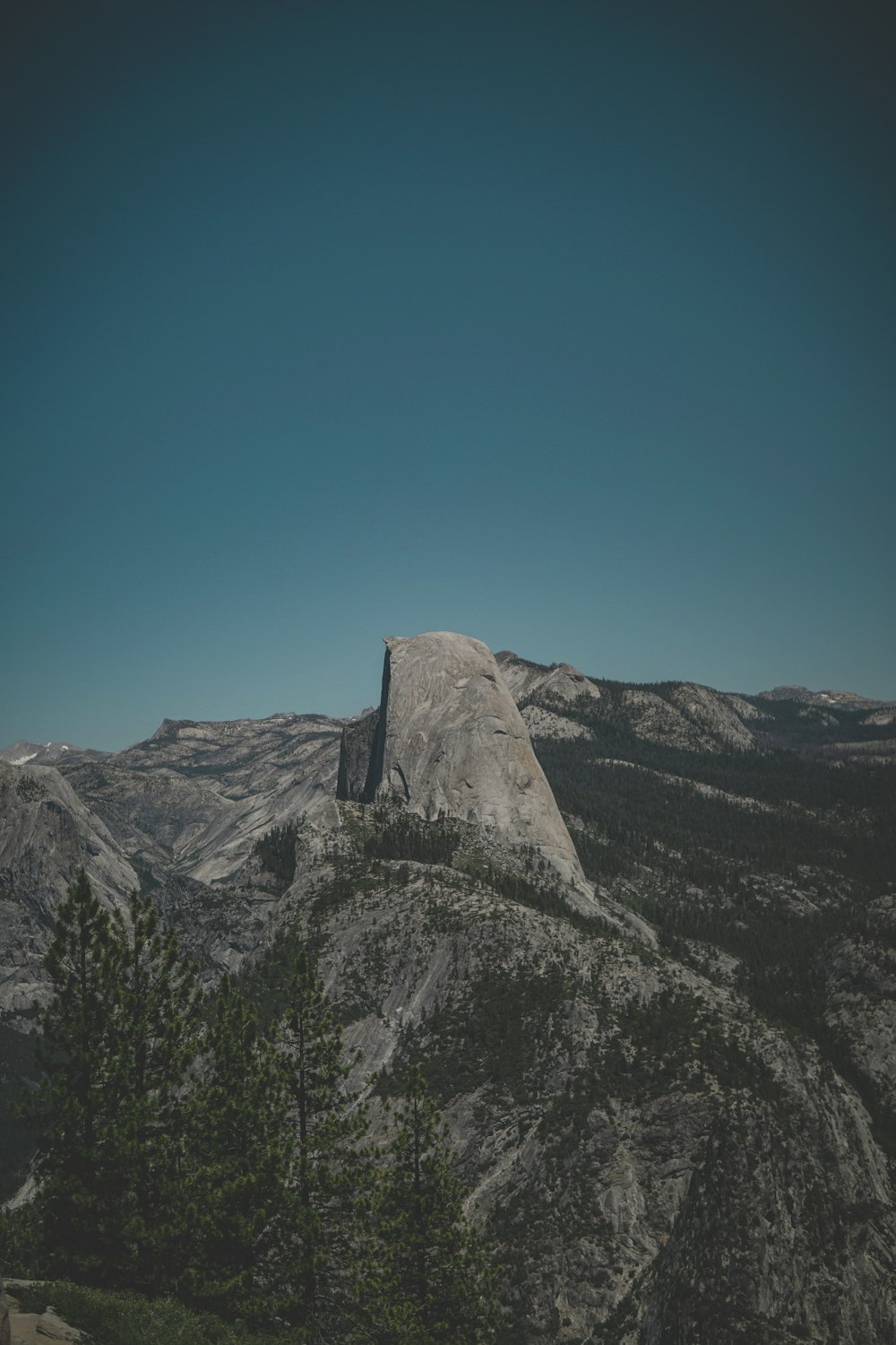 trees on gray mountain