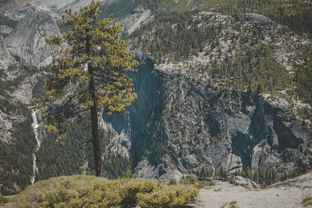 mountain with trees during daytime