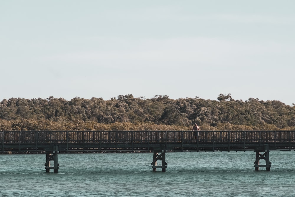 bridge near forest