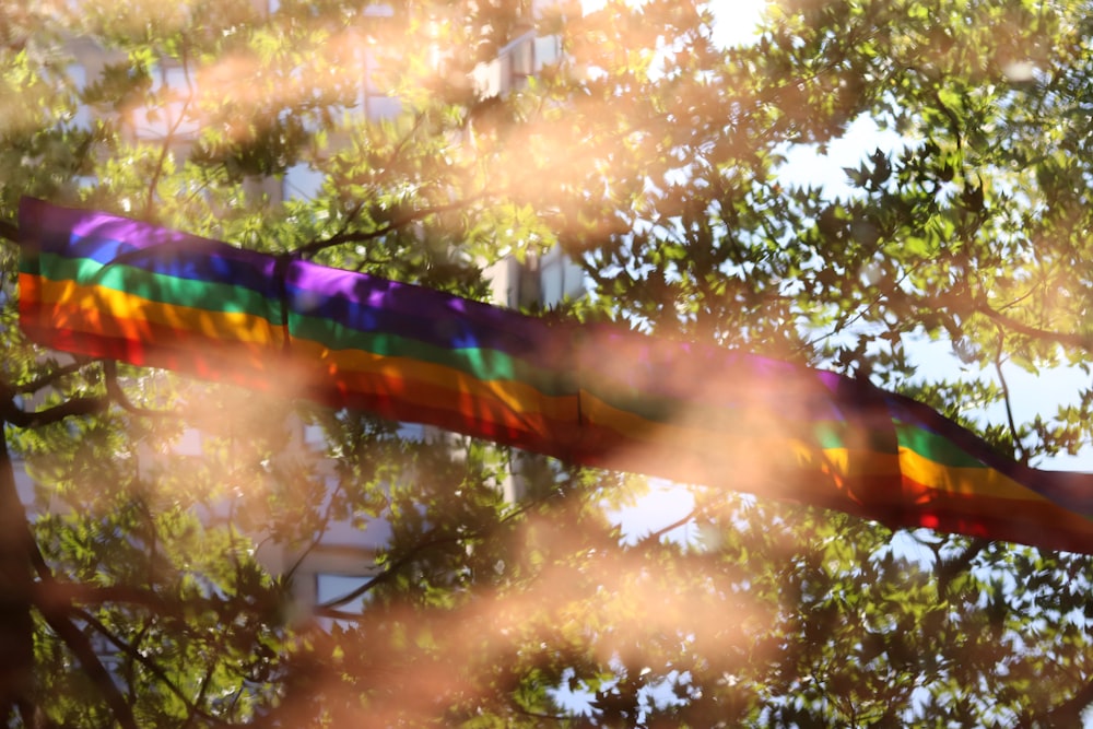 multicolored textile on top of tree