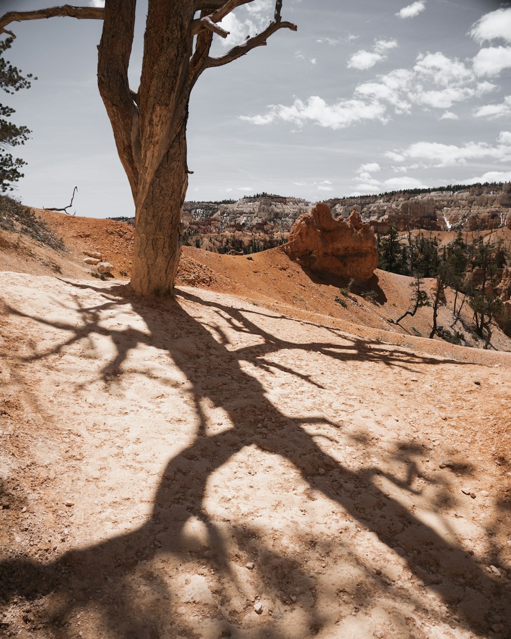 Arbre brun à Brown Hill