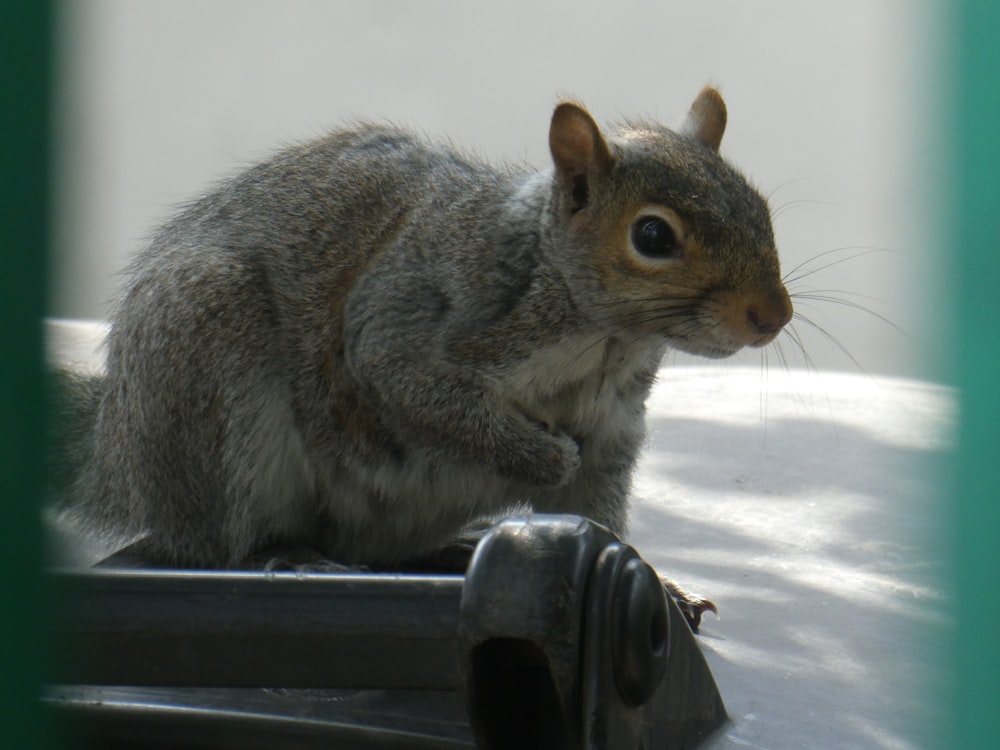 grey rodent