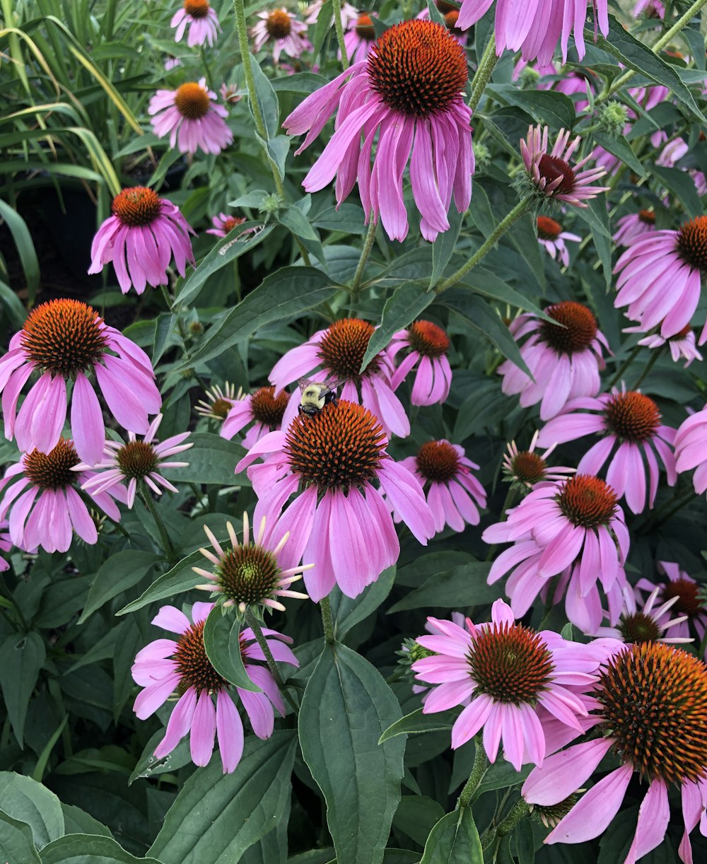 pink daisies