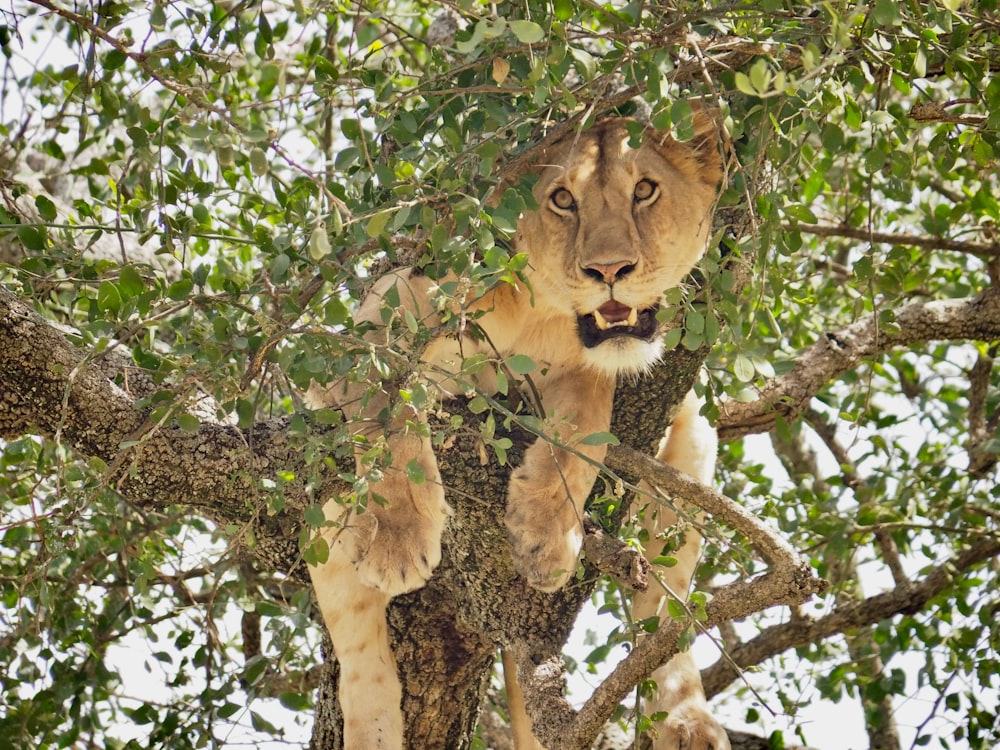 lion on the tree