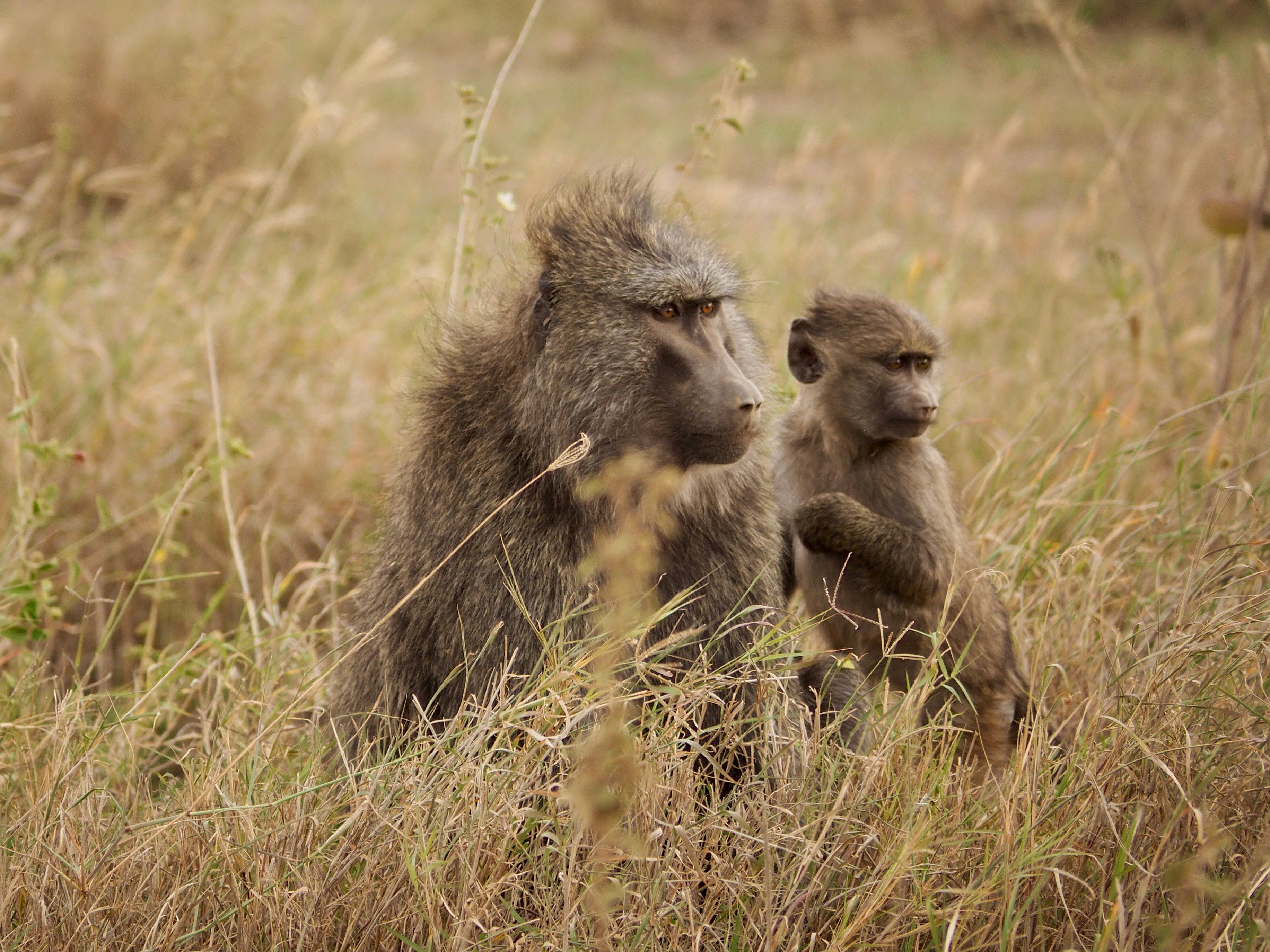 Mom and son baboons at Serengeti National Park savanna - Tanzania