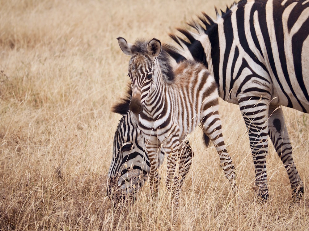 zebra on grass field