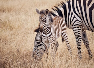 zebra on grass field