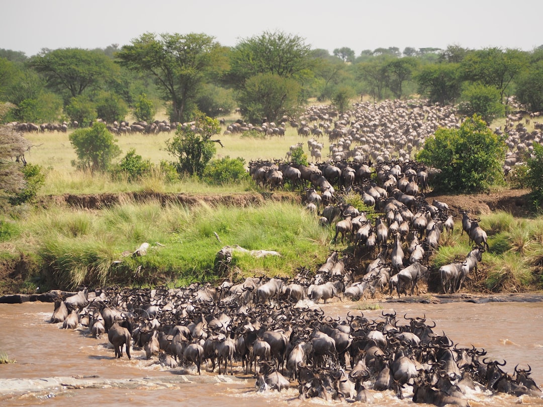 Great wildebeest migration crossing Mara river at Serengeti National Park - Tanzania