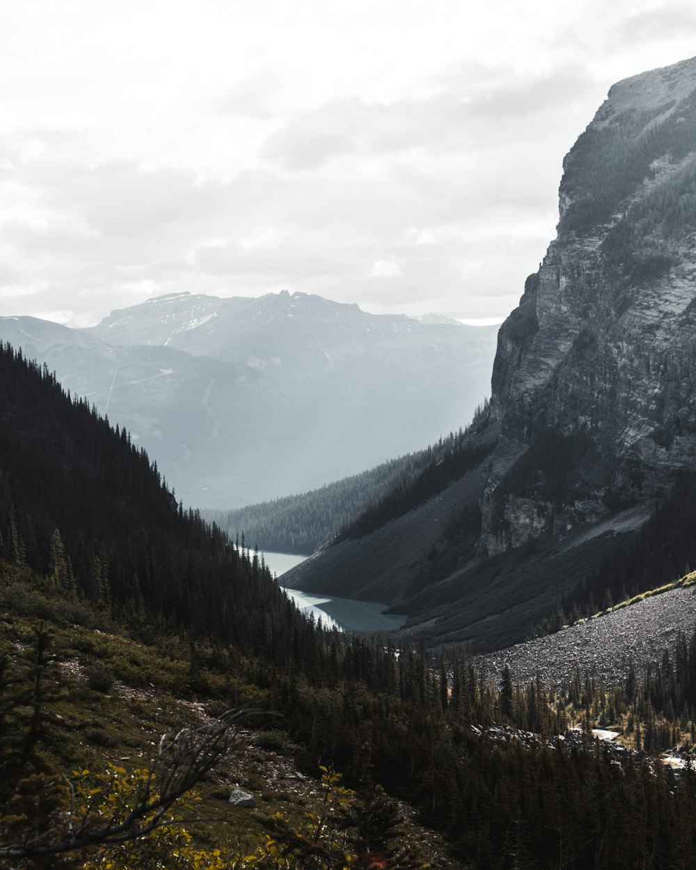 pine trees near mountain during daytime