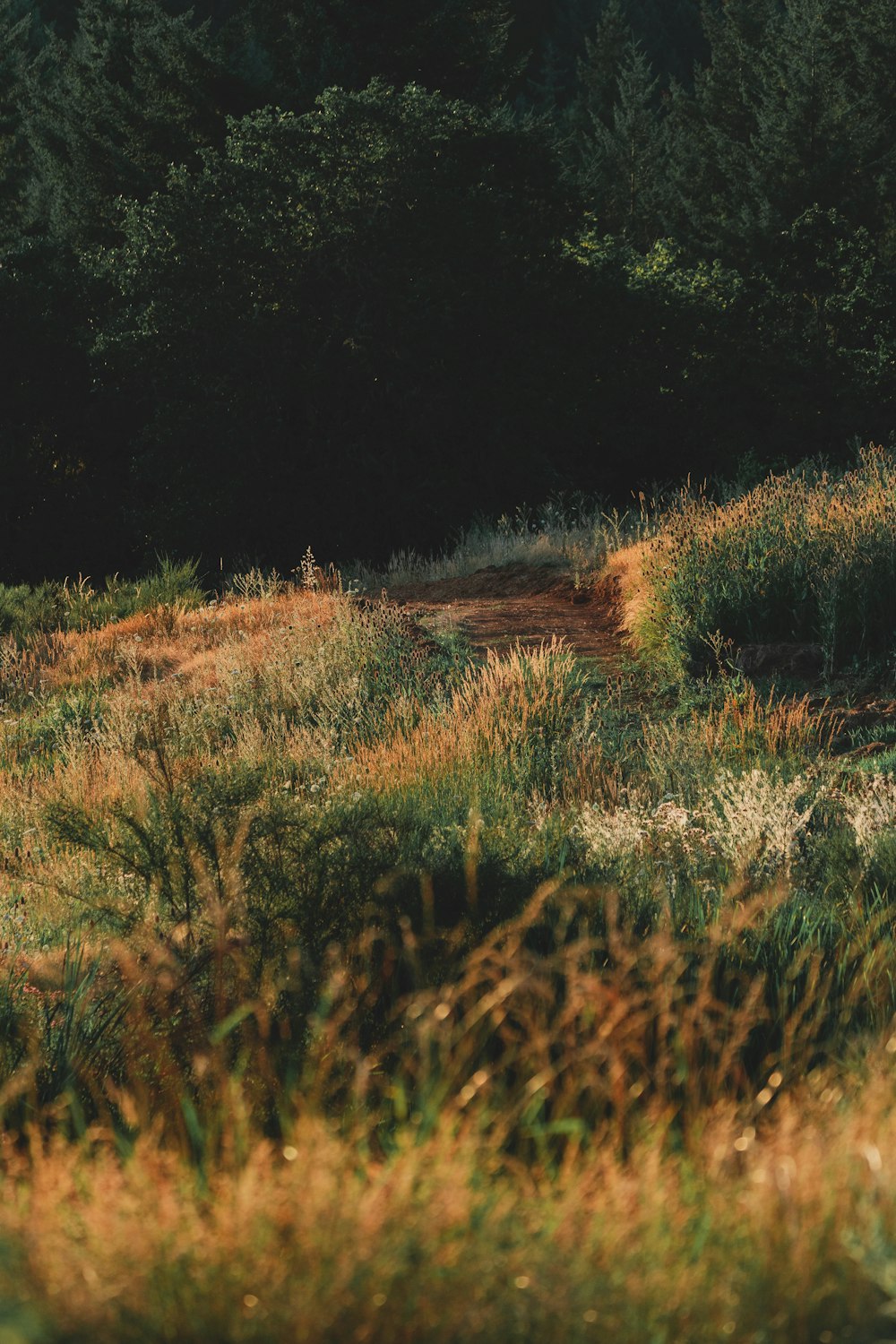 green grass during daytime