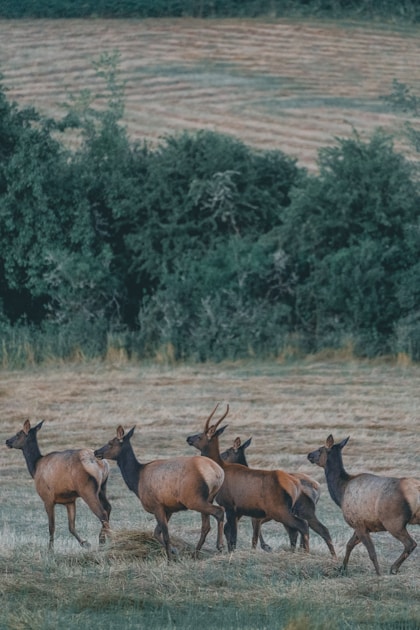 Hunter elk calling in alpine meadow during early archery season with mountains behind