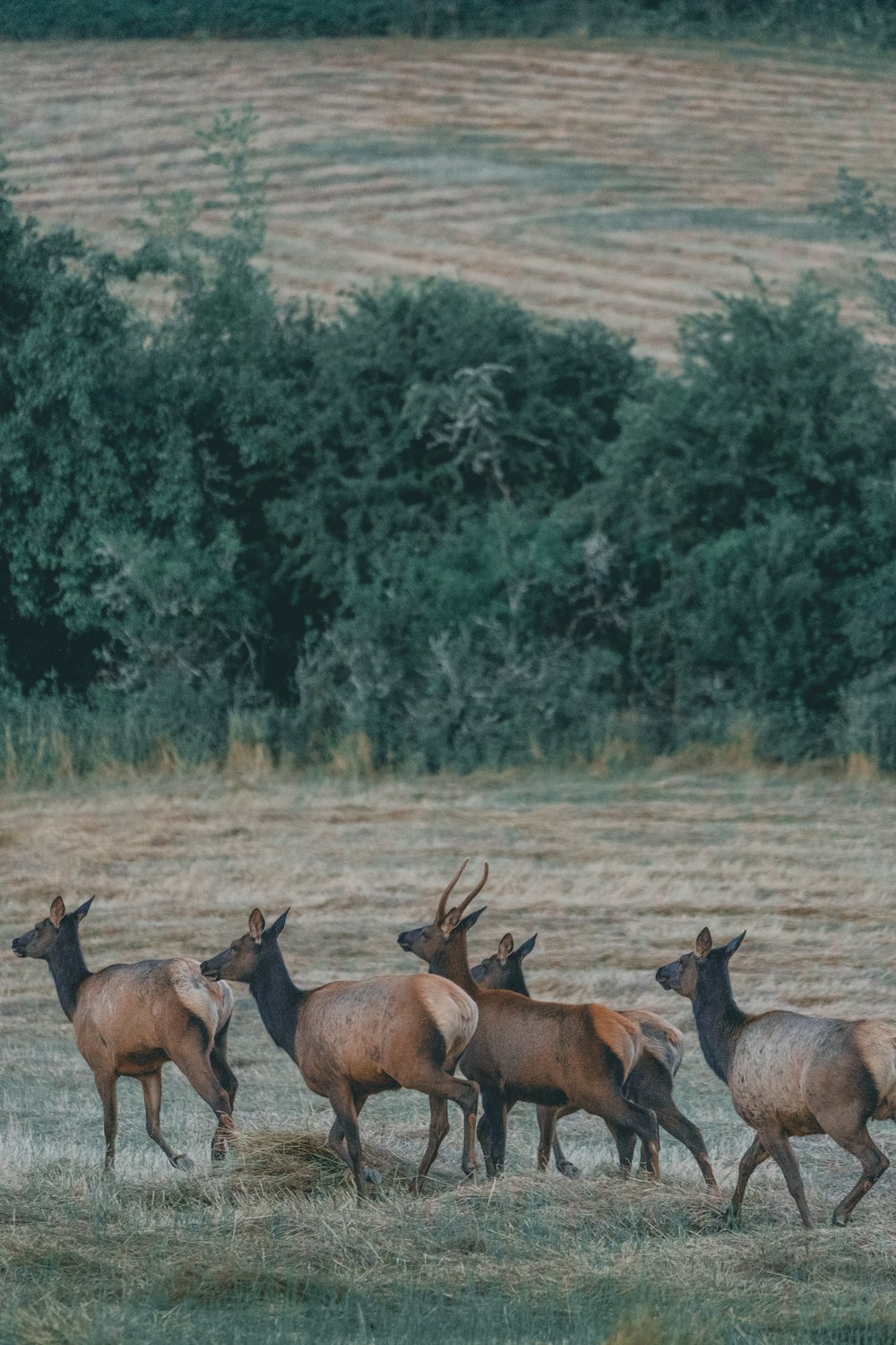 brown antelopes