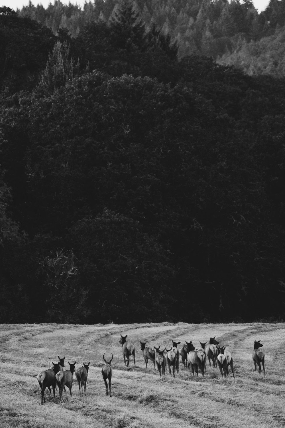 flock of animals walking on grass field near woods