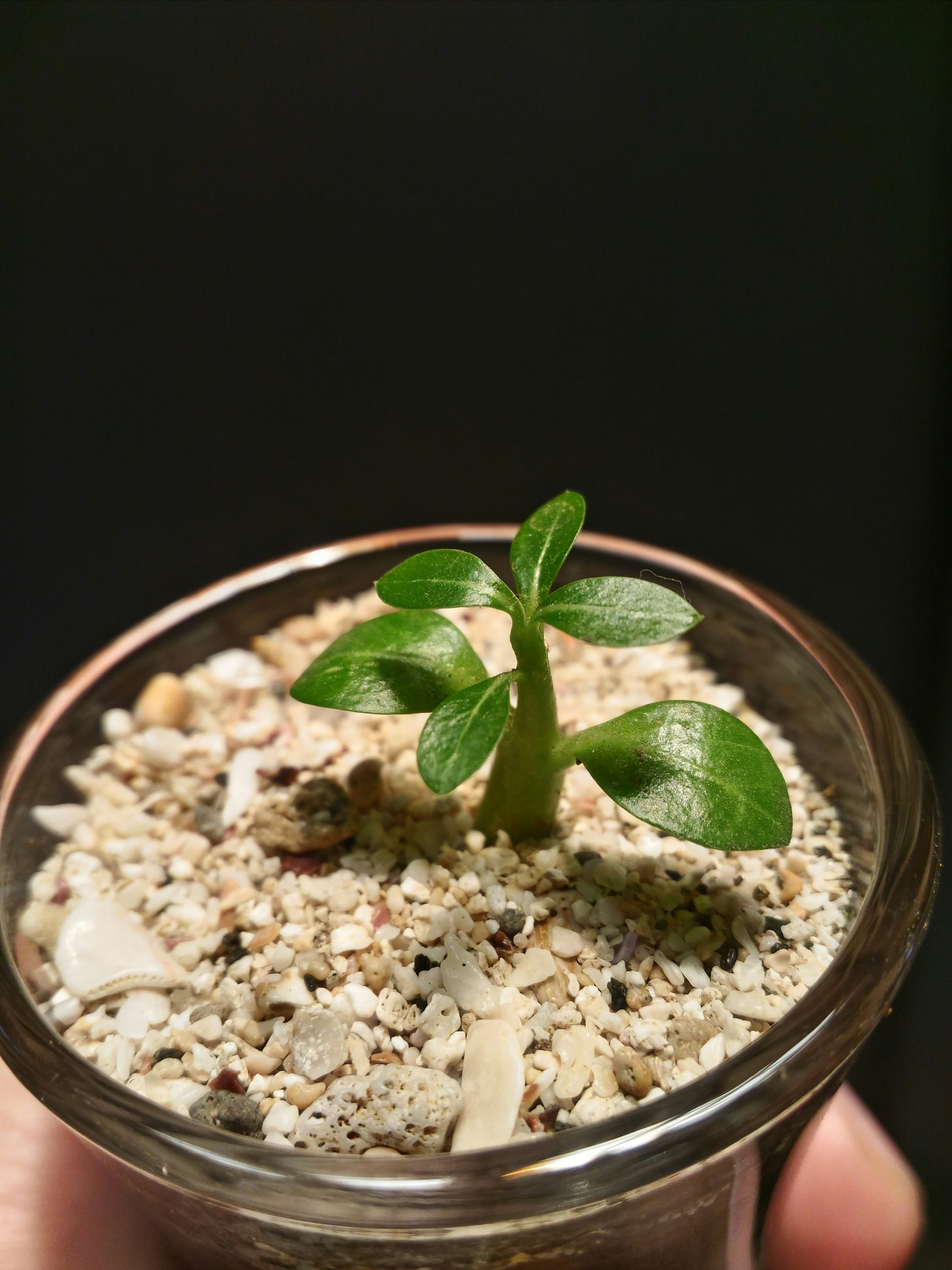 clear glass potted green plant