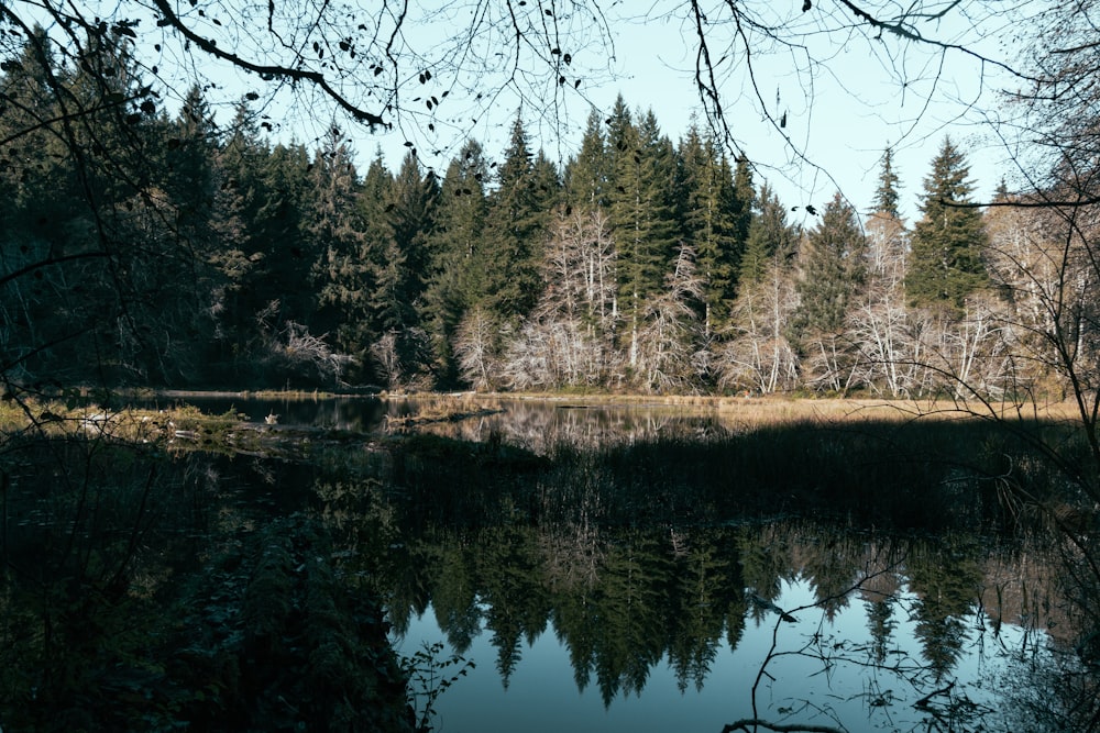 trees beside body of water during daytime