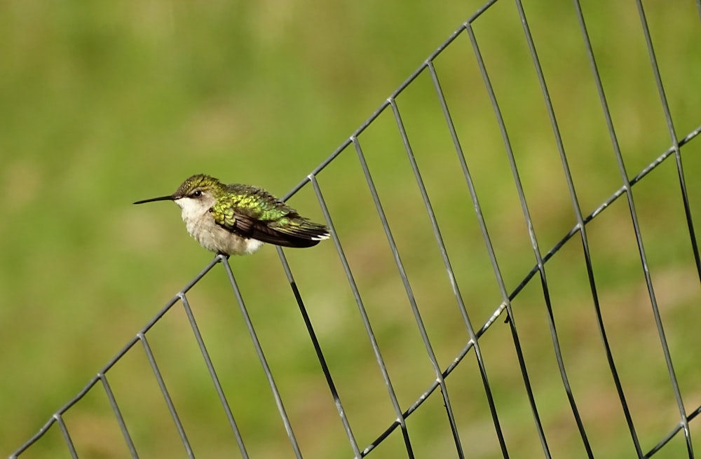 green and white hummingbird