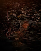 Charming character running through a whimsical forest in an adventure game.