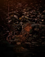 A vibrant game interface showing a character navigating through a digital forest environment.