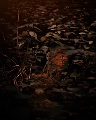 Screenshot of Zaetherfall gameplay showing a character in a mystical forest environment.