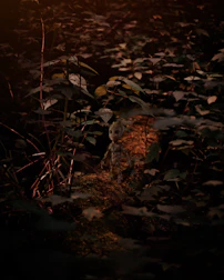 Square image displaying MU Online characters in a mystical forest setting.