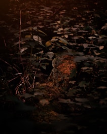 Screenshot of Zaetherfall gameplay showing a character exploring a mystical forest.