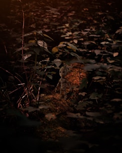 A vibrant game interface showing a character navigating through a digital forest environment.