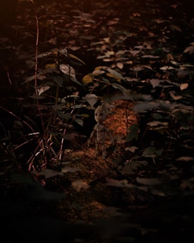 A vibrant game character exploring a mystical forest in a new RPG release