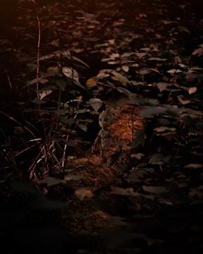 An adventurous hero exploring a vibrant, enchanted forest in a mobile game.