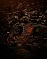 A small humanoid figure resembling a tree sapling stands in a lush forest clearing. Surrounded by dense foliage, the scene is dimly lit with warm, earthy tones. The character has a wooden texture and expressive eyes, blending naturally into the forest environment.