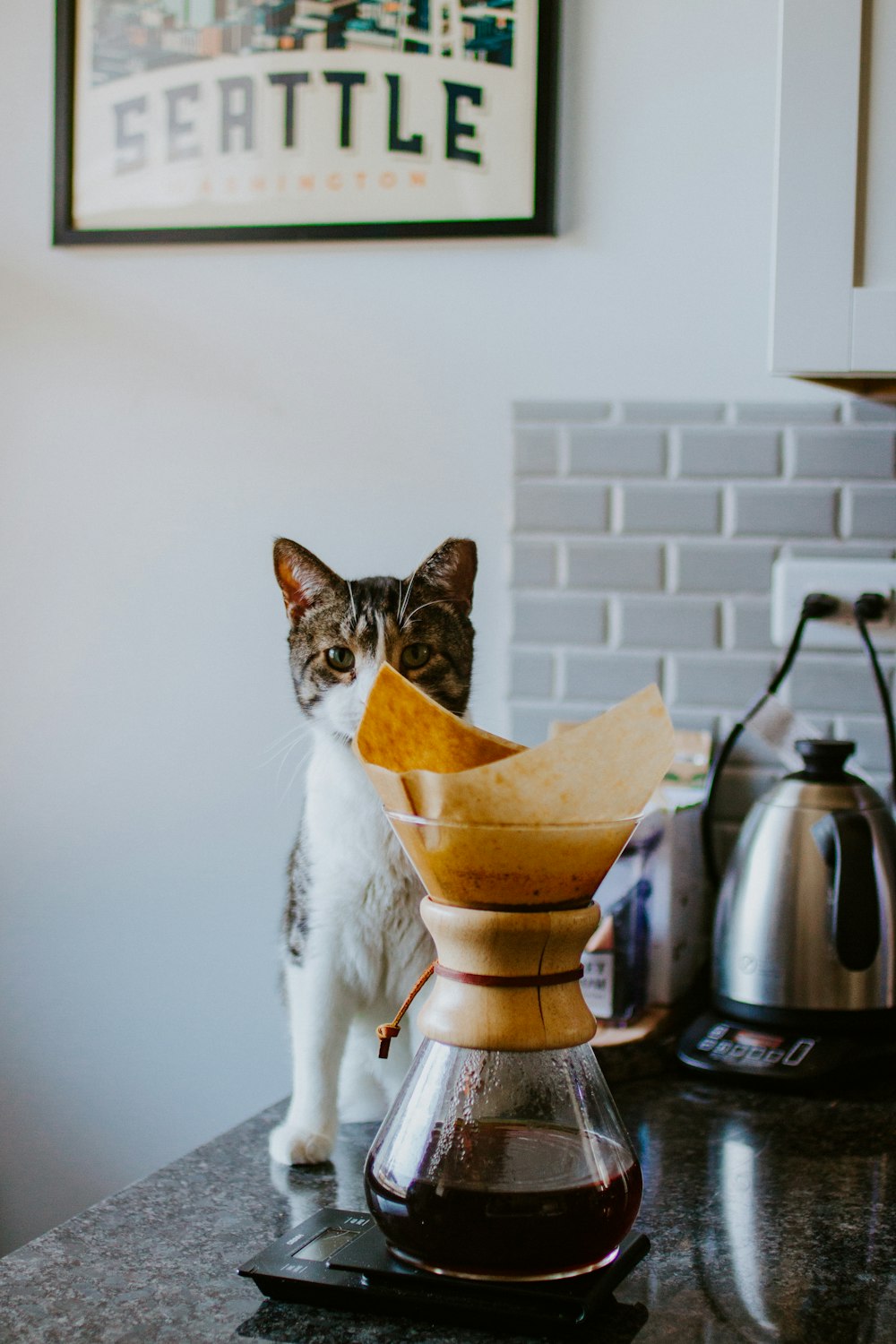 gato blanco y marrón de pelaje corto junto a un recipiente de vidrio transparente