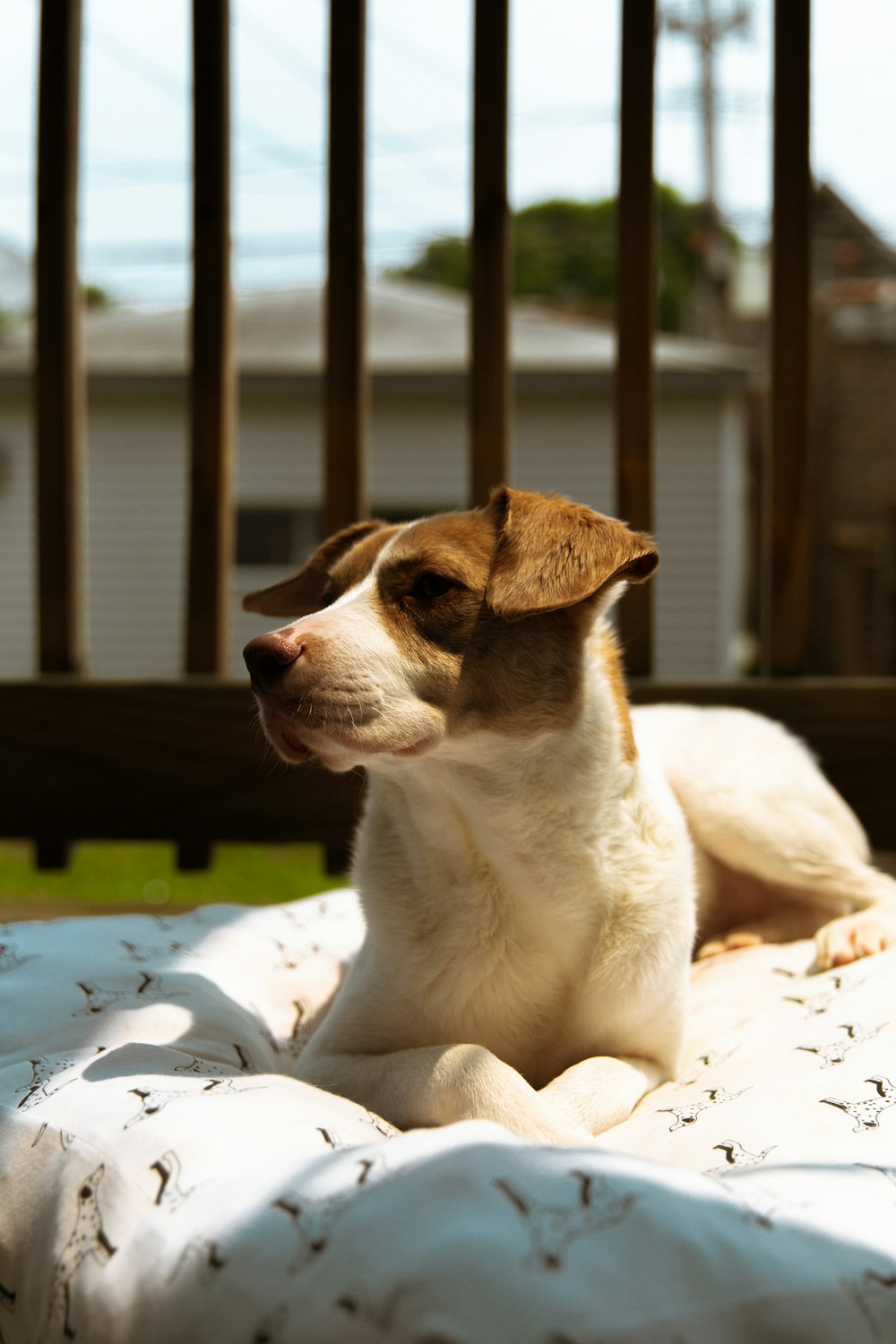 short-coated white and brown dog lying on white textile