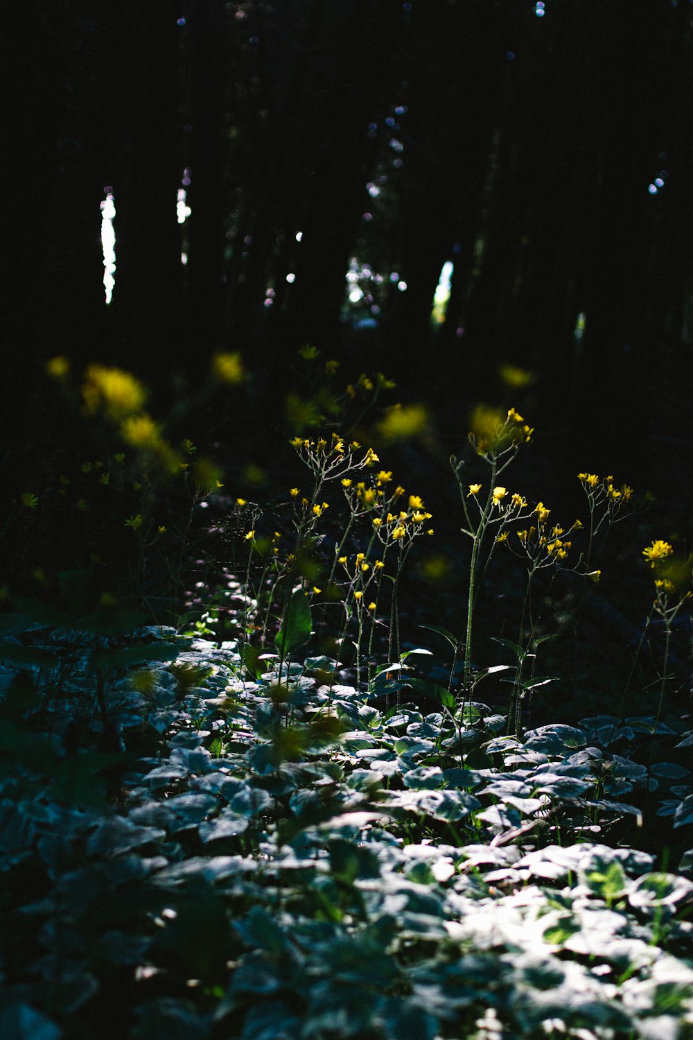 yellow flowers