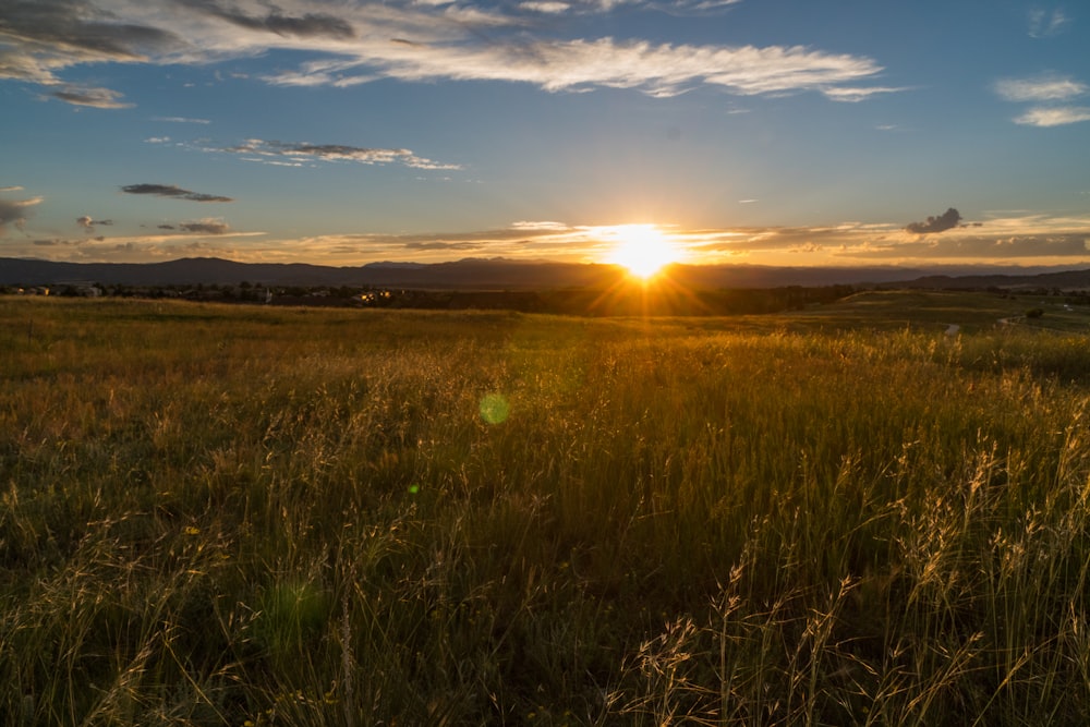 brown grass field