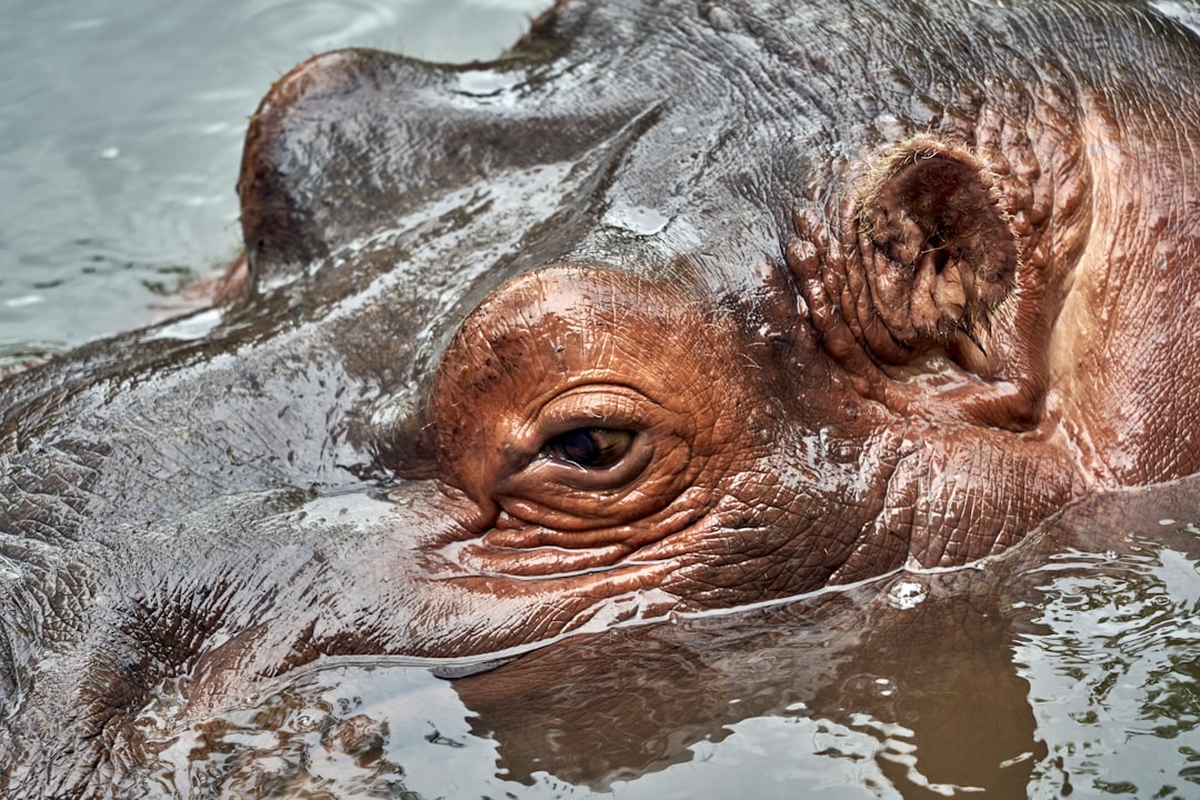 hippo close-up photography